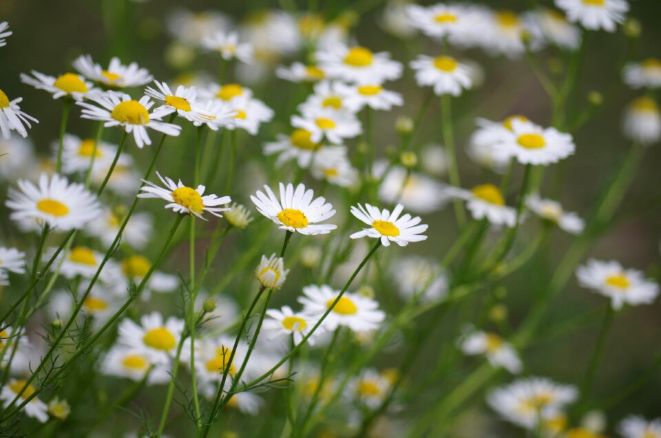Garden summer flower
