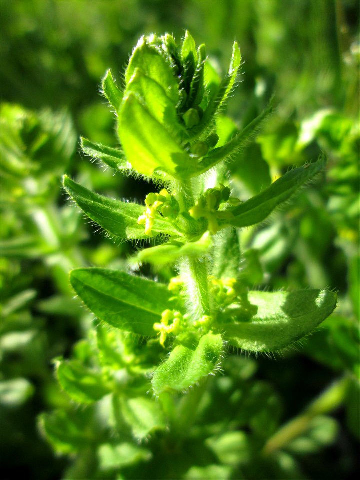 Gewimpertes Kreuzlabkraut (Cruciata laevipes) am Osthafen Saarbrücken