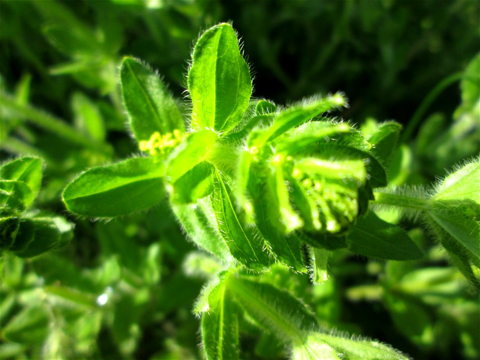 Gewimpertes Kreuzlabkraut (Cruciata laevipes) am Osthafen Saarbrücken