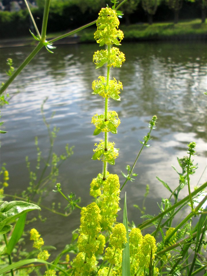 Gewimpertes Kreuzlabkraut (Cruciata laevipes) an der Saar in Saarbrücken