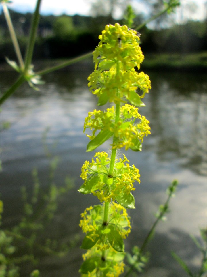 Gewimpertes Kreuzlabkraut (Cruciata laevipes) an der Saar in Saarbrücken