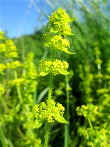 Gewimpertes Kreuzlabkraut (Cruciata laevipes) am Osthafen Saarbrücken photo