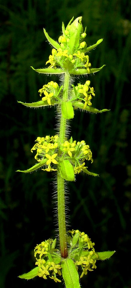Cruciata laevipes - Crosswort - Smooth Bedstraw.