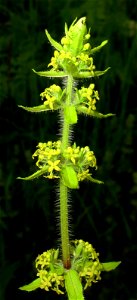 Cruciata laevipes - Crosswort - Smooth Bedstraw. photo