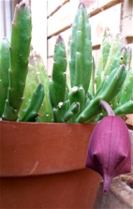 The flower buds of Stapelia leendertziae