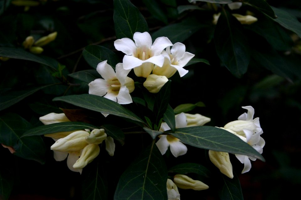 Flowers of Rothmannia globosa (Hochst.) Keay