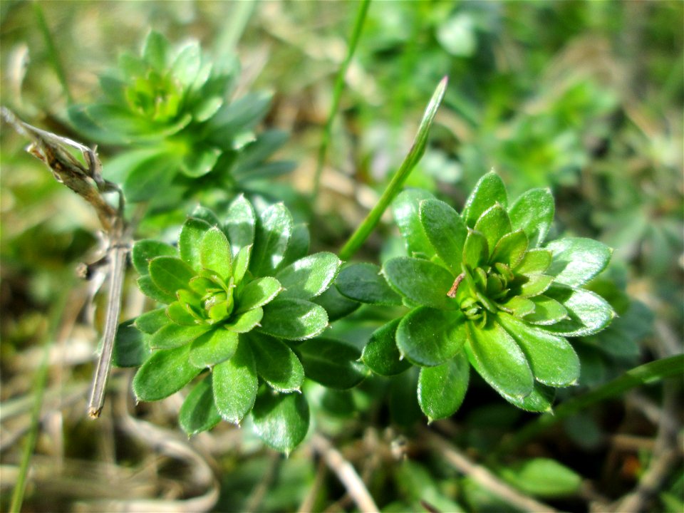 Weißes Labkraut (Galium album am Golfplatz im Naturschutzgebiet „Oftersheimer Dünen“
