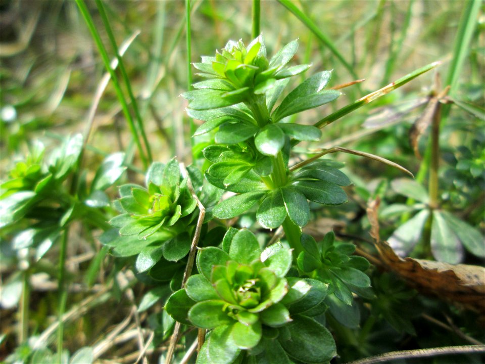 Weißes Labkraut (Galium album am Golfplatz im Naturschutzgebiet „Oftersheimer Dünen“