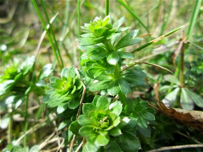Weißes Labkraut (Galium album am Golfplatz im Naturschutzgebiet „Oftersheimer Dünen“