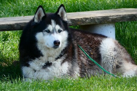 Lawn charming pets