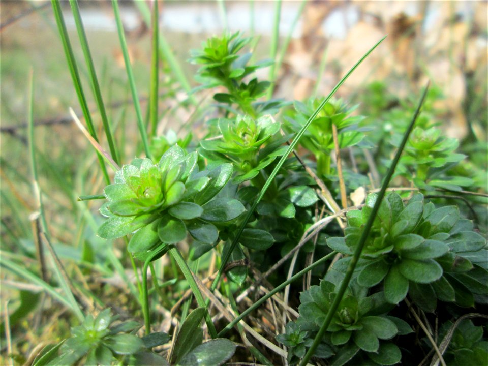 Weißes Labkraut (Galium album am Golfplatz im Naturschutzgebiet „Oftersheimer Dünen“