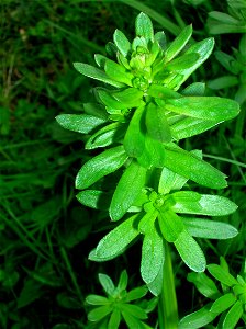 Galium album, the Upright Hedge Bedstraw, Eglinton, North Ayrshire, Scotland photo