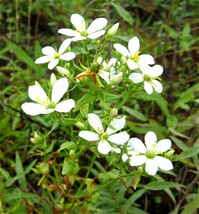 Sabatia angularis (white flowered form),  Catoosa Wildlife Management Area, Cumberland County, Tennessee.