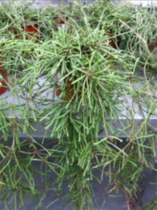 Hoya linearis in a garden centre in France. Identified by botanic commercial label.