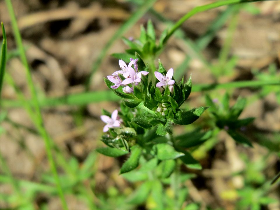 Ackerröte (Sherardia arvensis) im Landschaftsschutzgebiet Hockenheimer Rheinbogen