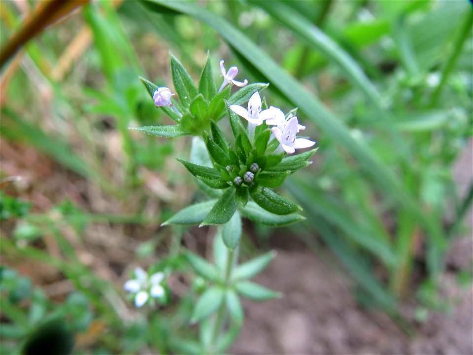 Ackerröte (Sherardia arvensis) im Landschaftsschutzgebiet Hockenheimer Rheinbogen