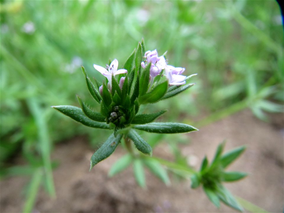 Ackerröte (Sherardia arvensis) im Landschaftsschutzgebiet Hockenheimer Rheinbogen