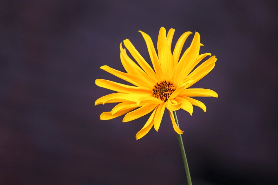 Shrub flower plant