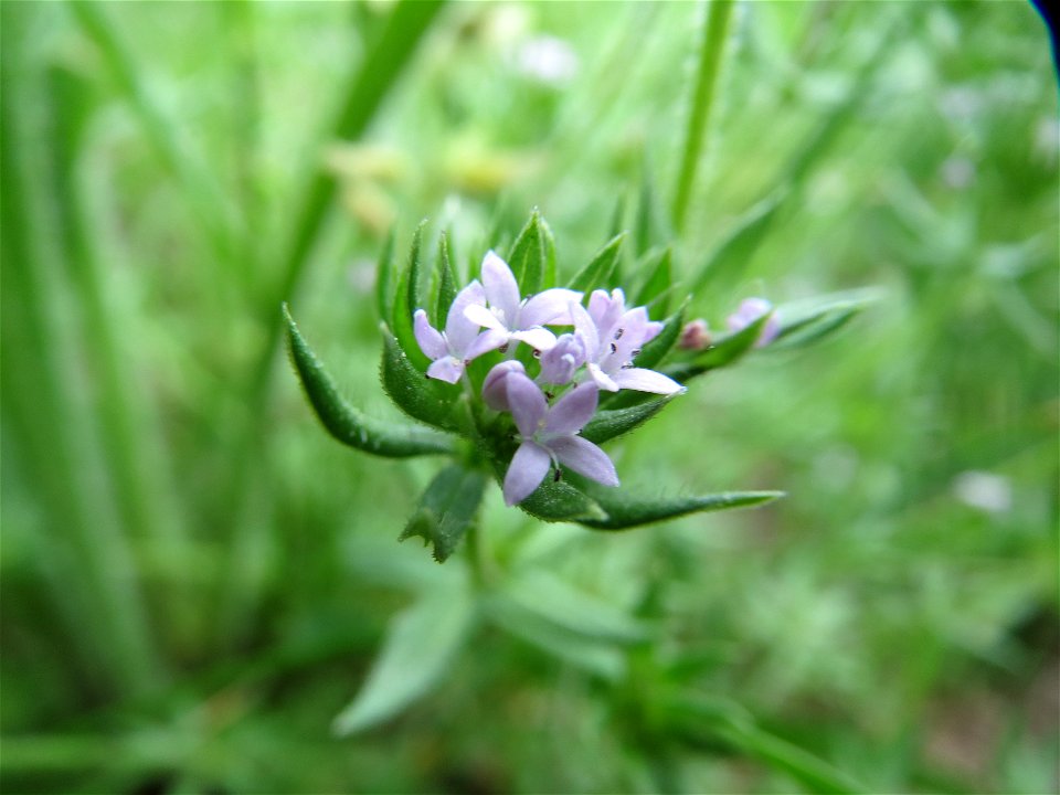 Ackerröte (Sherardia arvensis) im Landschaftsschutzgebiet Hockenheimer Rheinbogen