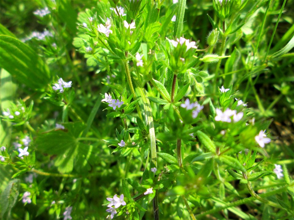 Die eher seltene Ackerröte (Sherardia arvensis) am Kraichbachdamm im Landschaftsschutzgebiet „Hockenheimer Rheinbogen“