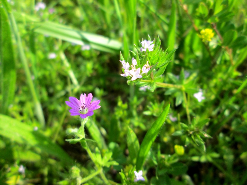 Die eher seltene Ackerröte (Sherardia arvensis) am Kraichbachdamm im Landschaftsschutzgebiet „Hockenheimer Rheinbogen“