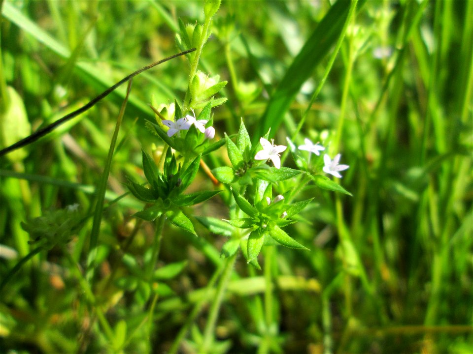 Die winzige Ackerröte (Sherardia arvensis) am Kraichbachdamm im Landschaftsschutzgebiet „Hockenheimer Rheinbogen“