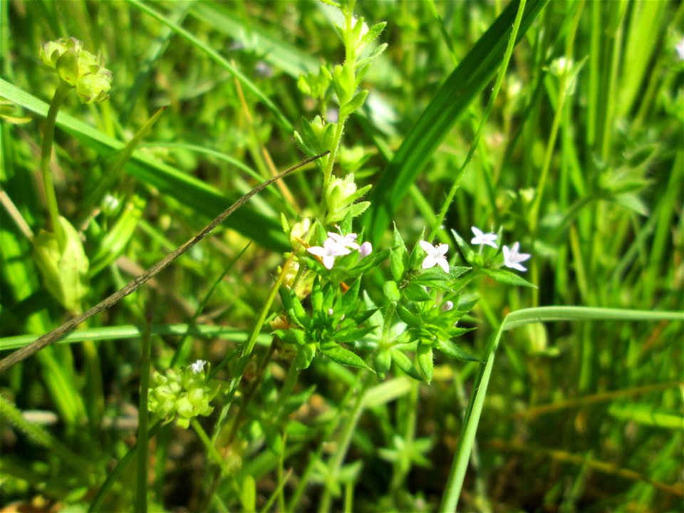 Die winzige Ackerröte (Sherardia arvensis) am Kraichbachdamm im Landschaftsschutzgebiet „Hockenheimer Rheinbogen“