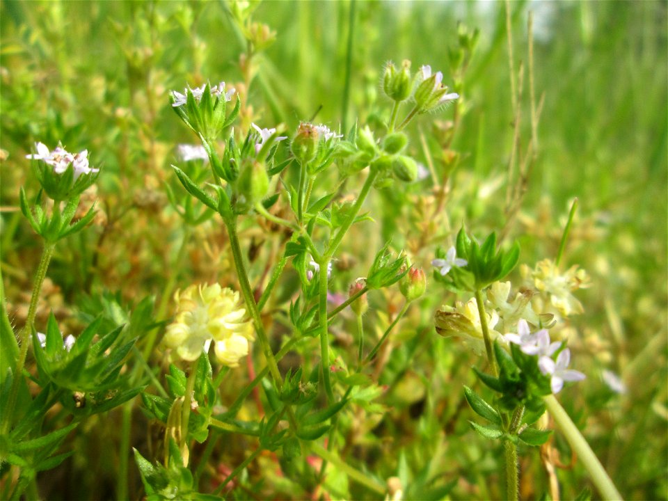 Die winzige Ackerröte (Sherardia arvensis) am Kraichbachdamm im Landschaftsschutzgebiet „Hockenheimer Rheinbogen“