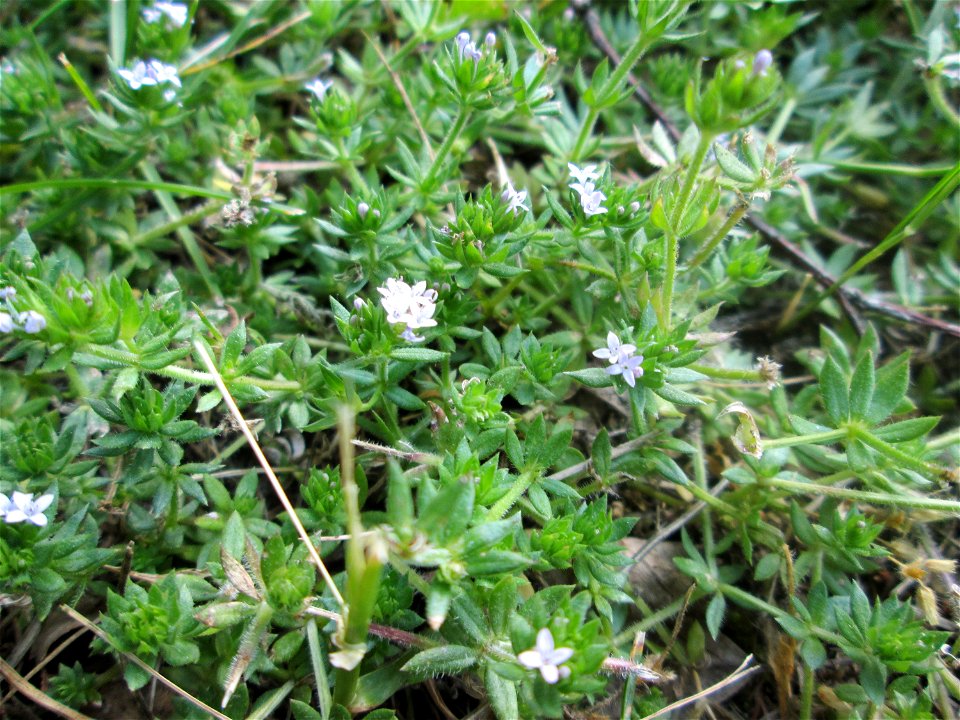 Ackerröte (Sherardia arvensis) auf einer Wiese beim Evangelischen Krankenhaus Sankt Johann