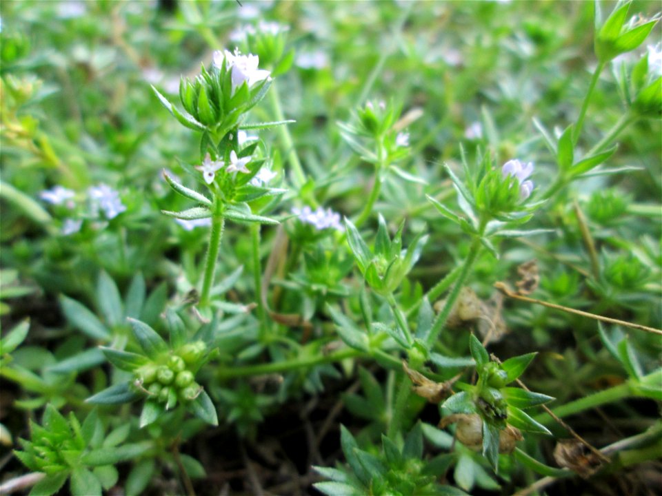 Ackerröte (Sherardia arvensis) auf einer Wiese beim Evangelischen Krankenhaus Sankt Johann