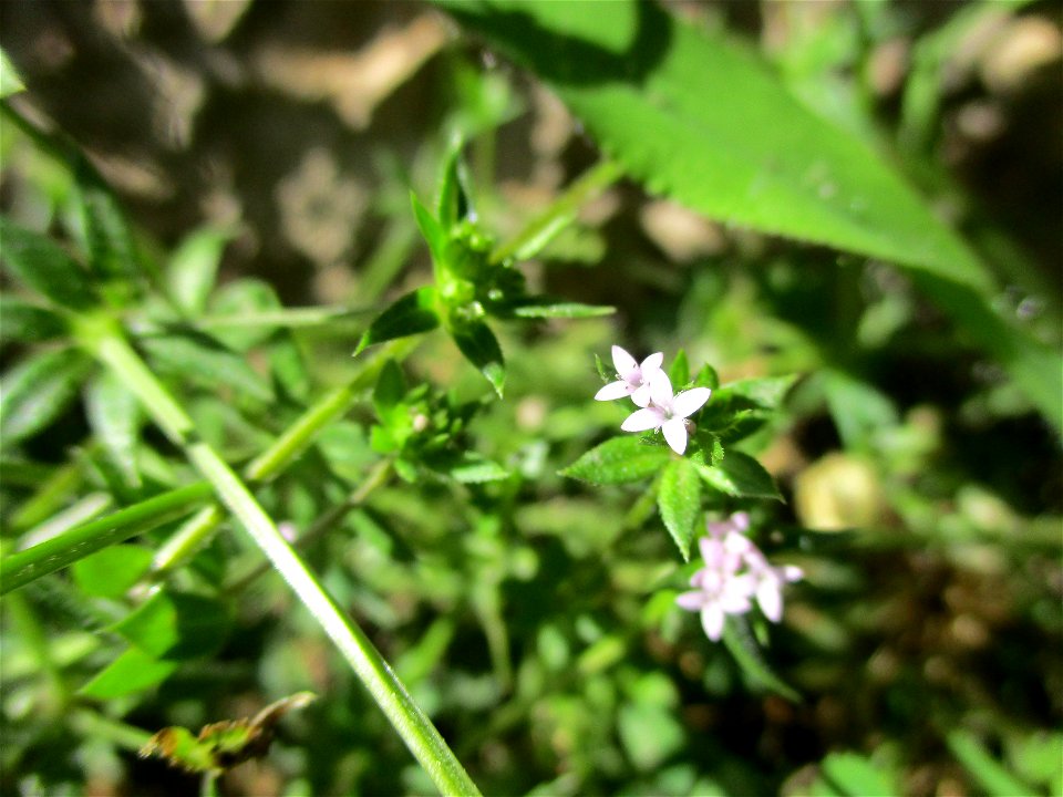 Ackerröte (Sherardia arvensis) in Brebach