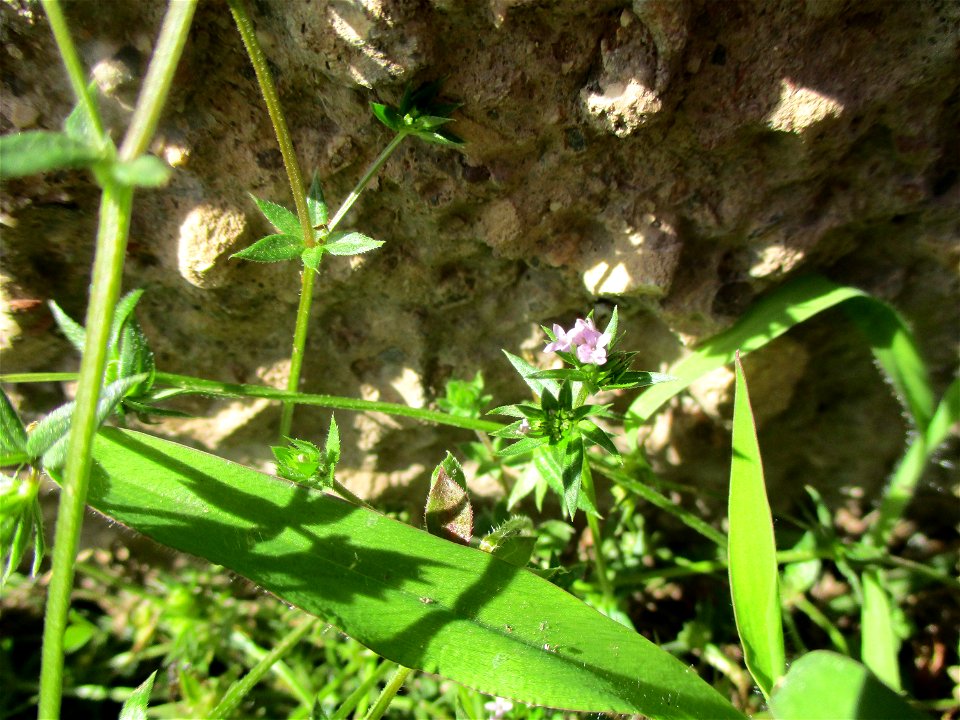 Ackerröte (Sherardia arvensis) in Brebach