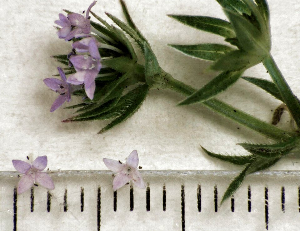 Sherardia arvensis