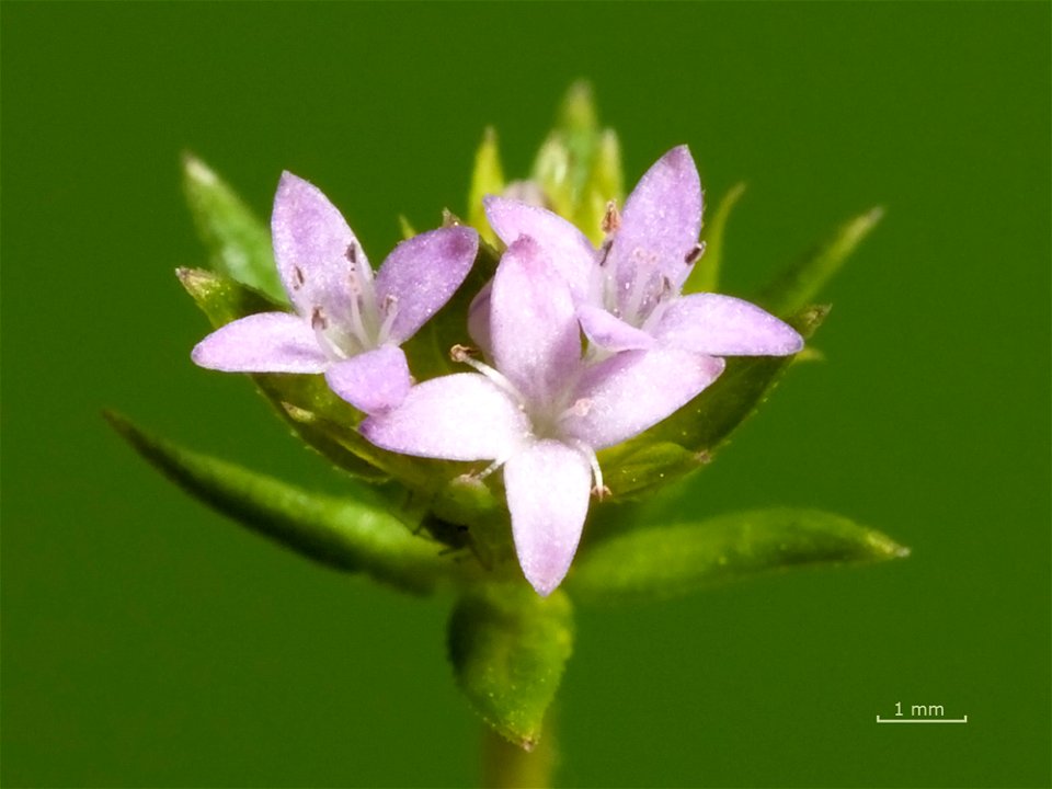 Field Madder (Sherardia arvensis) in Nashville, Tennessee