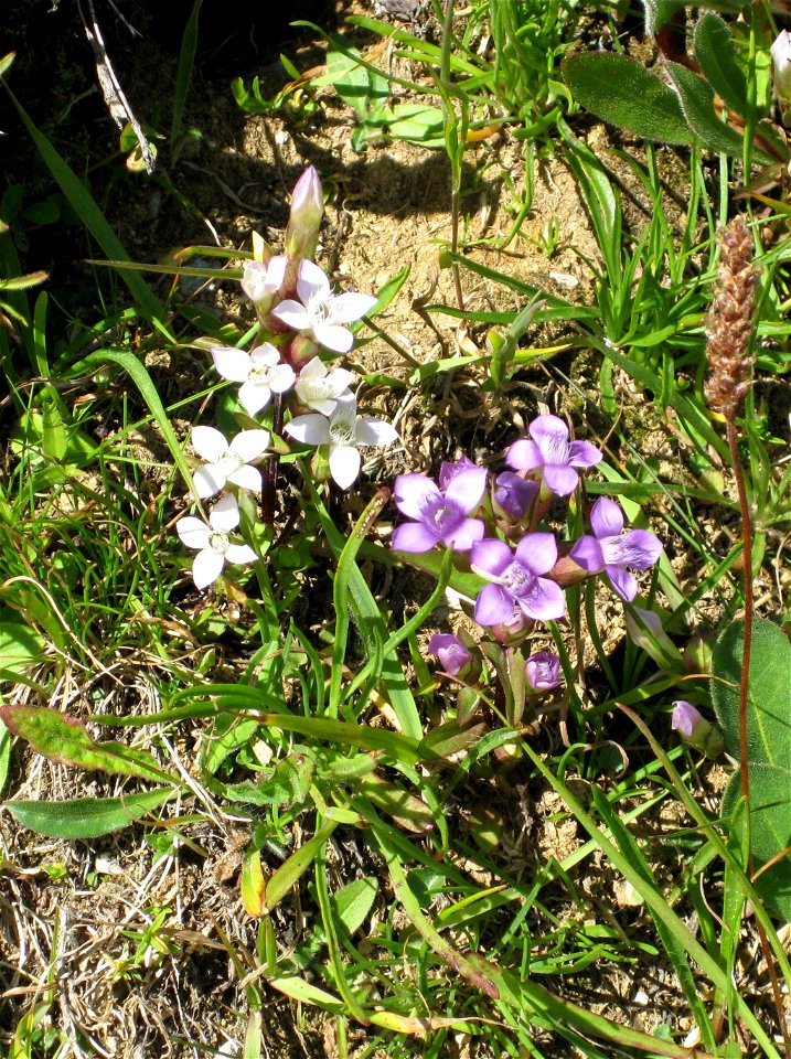 Gentianella campestris violet and white