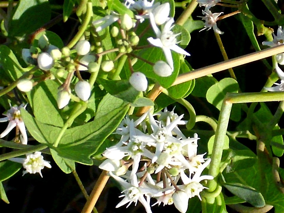 Cynanchum acutum close up, La Mata, Torrevieja, Alicante, Spain.
