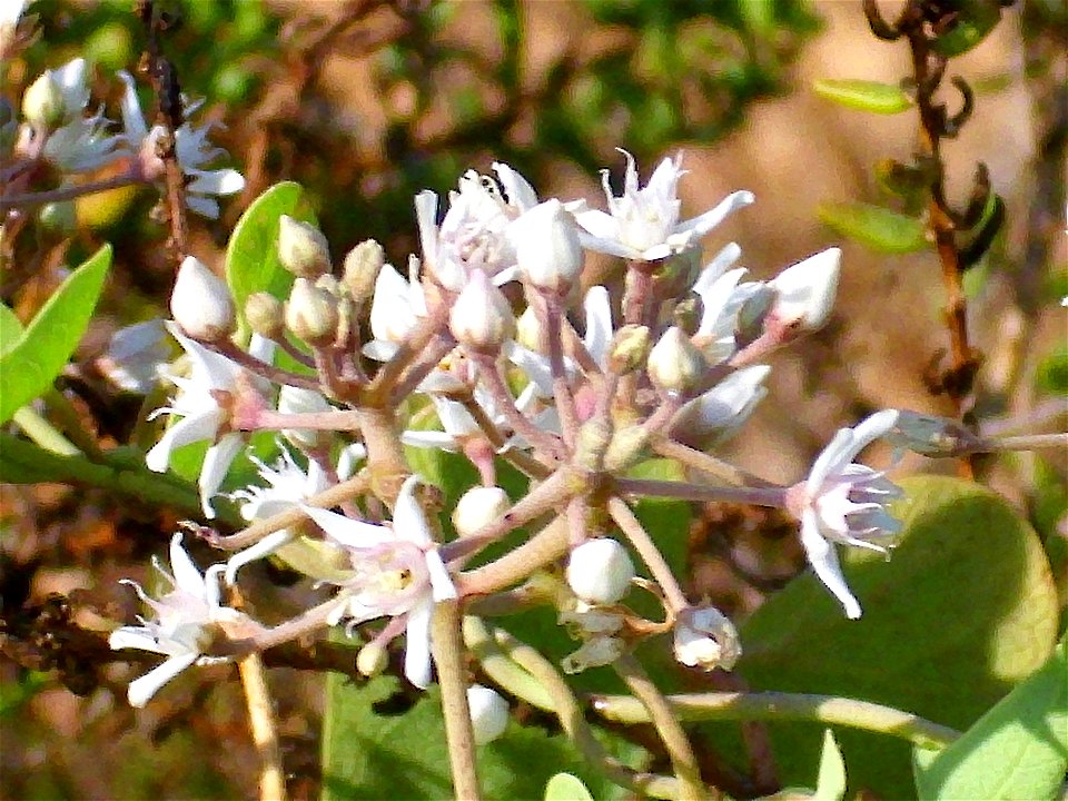 Cynanchum acutum close up, La Mata, Torrevieja, Alicante, Spain.
