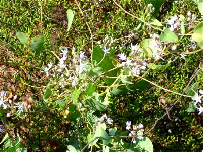 Cynanchum acutum habit, La Mata, Torrevieja, Alicante, Spain.