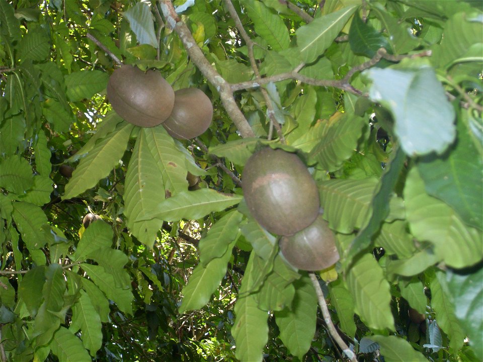 Unknown wild fruit in Palenque, Mexico