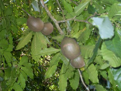 Unknown wild fruit in Palenque, Mexico