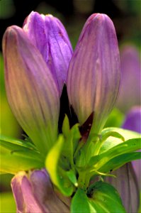 Image title: Soapwort gentian plant with purple flower gentiana saponaria Image from Public domain images website, http://www.public-domain-image.com/full-image/flora-plants-public-domain-images-pictu photo