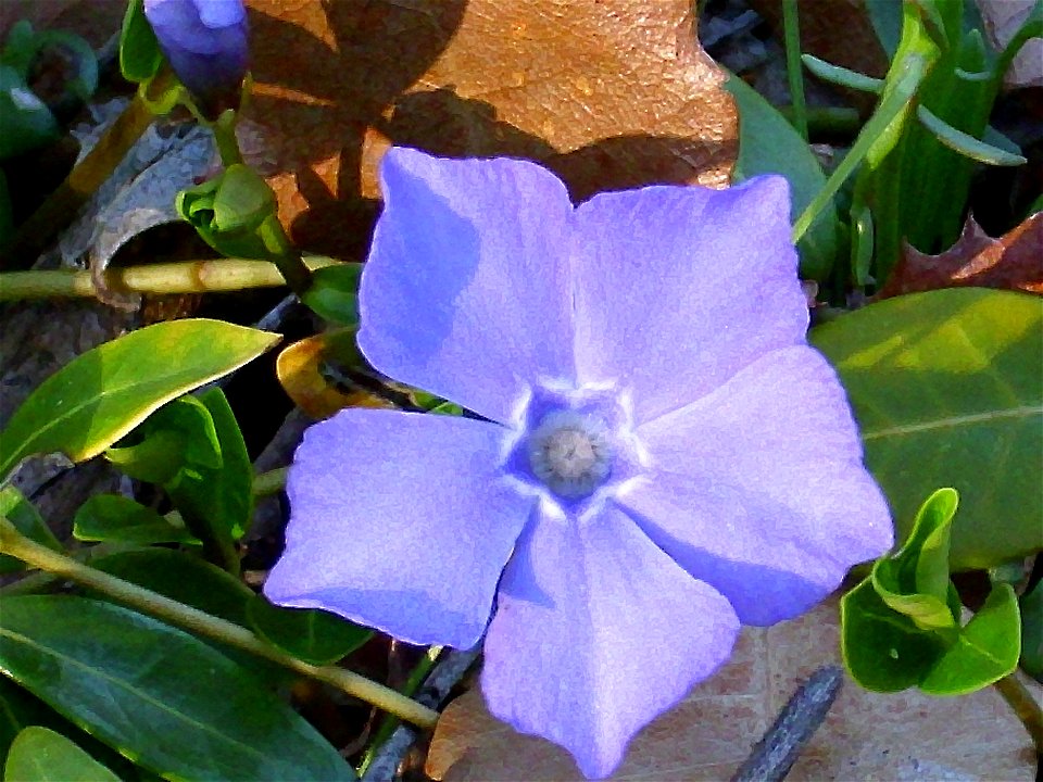 Vinca difformis flower closeup, Sierra Madrona, Spain
