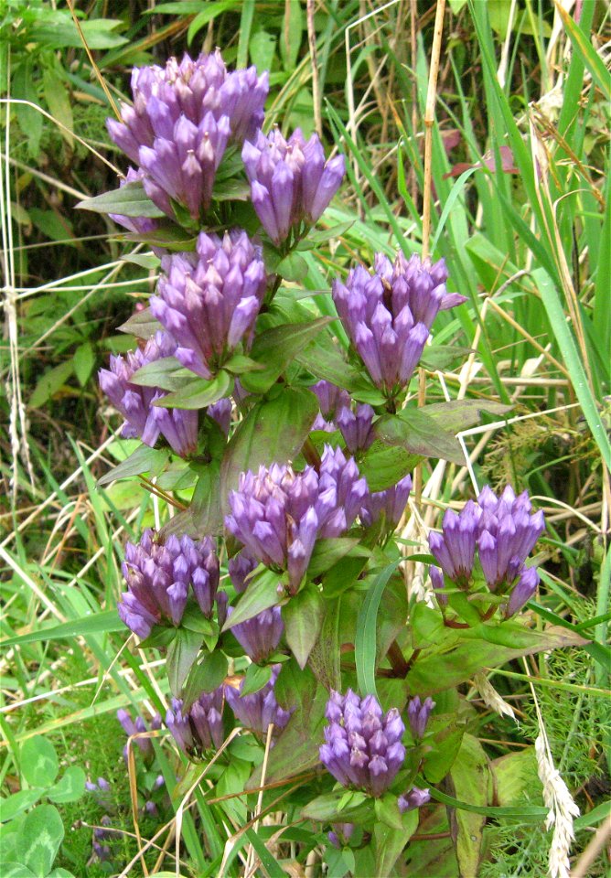 Gentianella quinquefolia at Clingmans Dome, Swain County, North Carolina