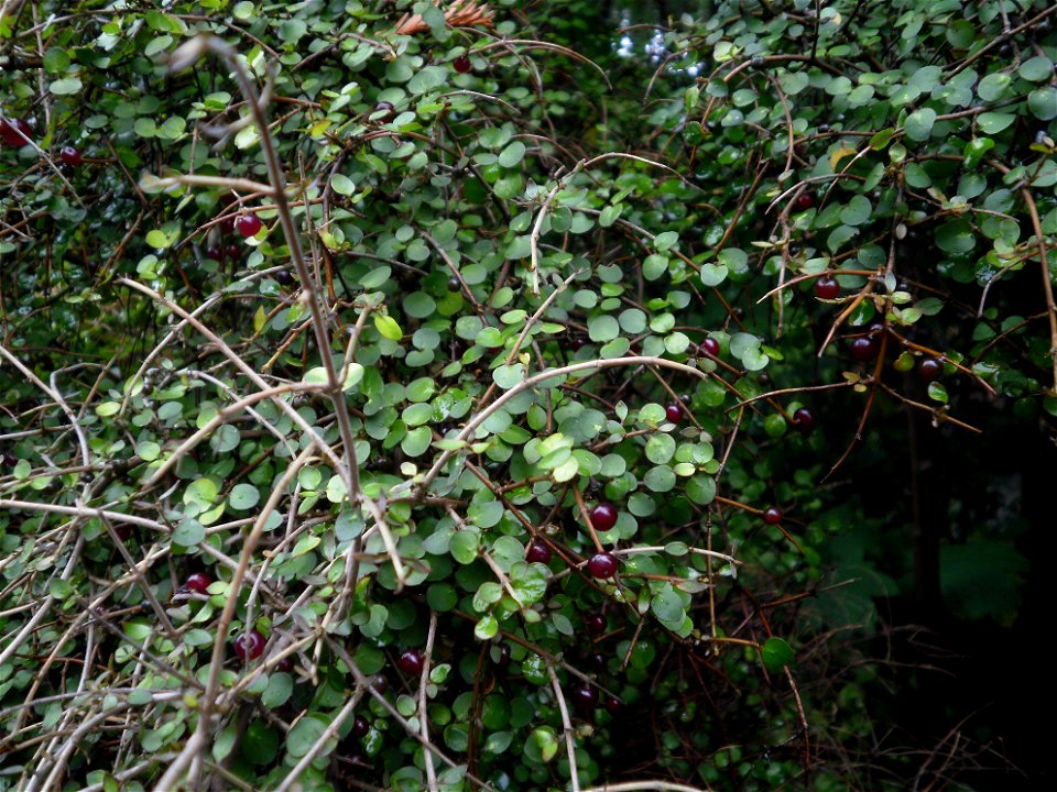 Coprosma rhamnoides, or twiggy coprosma fruiting in Upper Hutt, New Zealand.
