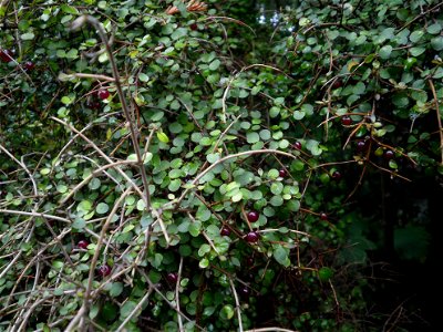 Coprosma rhamnoides, or twiggy coprosma fruiting in Upper Hutt, New Zealand.