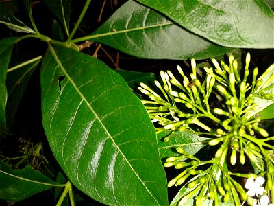 பாவட்டா
Botanical name -  Pavetta indica 
Common name-  Indian Pellet Shrub 

Stem decoction is  used as febrifuge ; Bark    decoction  is used for visceral obstructions and for   arthritis 