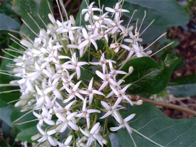 பாவட்டா Botanical name - Pavetta indica Common name- Indian Pellet Shrub Stem decoction is used as febrifuge ; Bark decoction is used for visceral obstructions and for arthritis photo