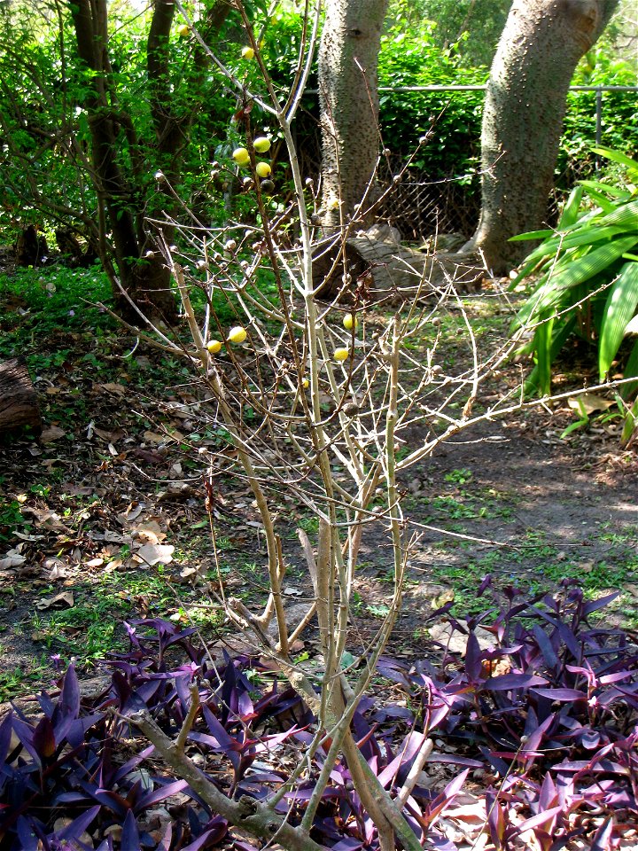 Randia formosa - The Kampong, Coconut Grove, Florida, USA.