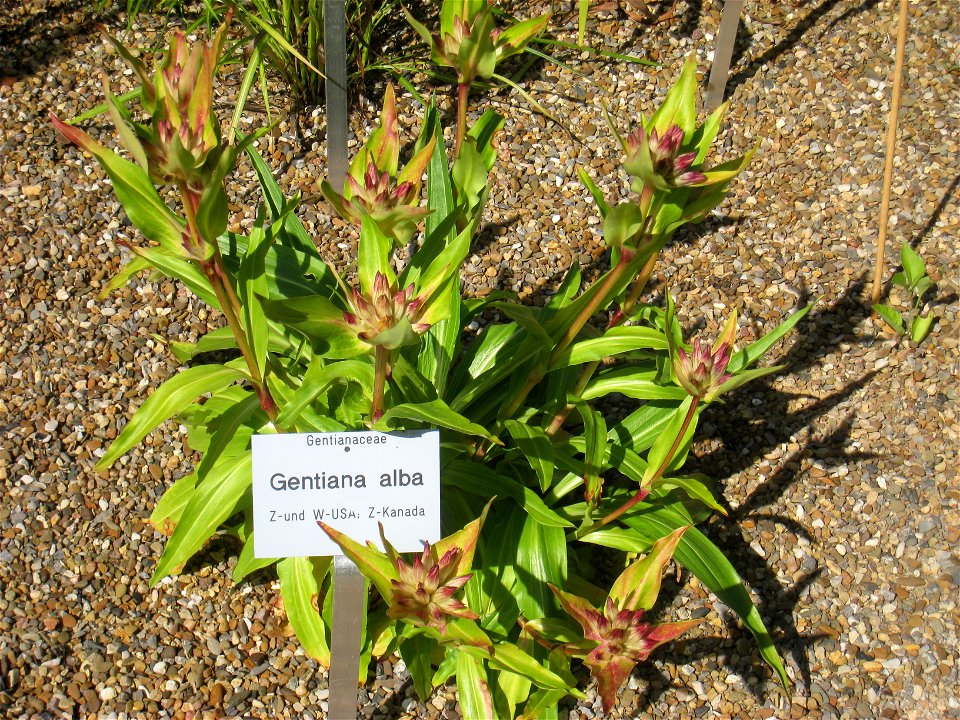 Gentiana alba in the Botanischer Garten der Universität Würzburg, Würzburg, Germany. photo