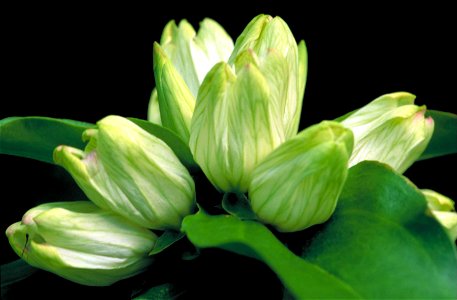 Image title: White gentian flower gentiana alba greenish white blossoms tipped in pink Image from Public domain images website, http://www.public-domain-image.com/full-image/flora-plants-public-domain photo